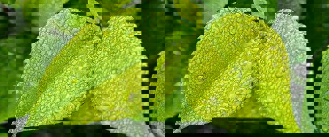 Leaves In Garden