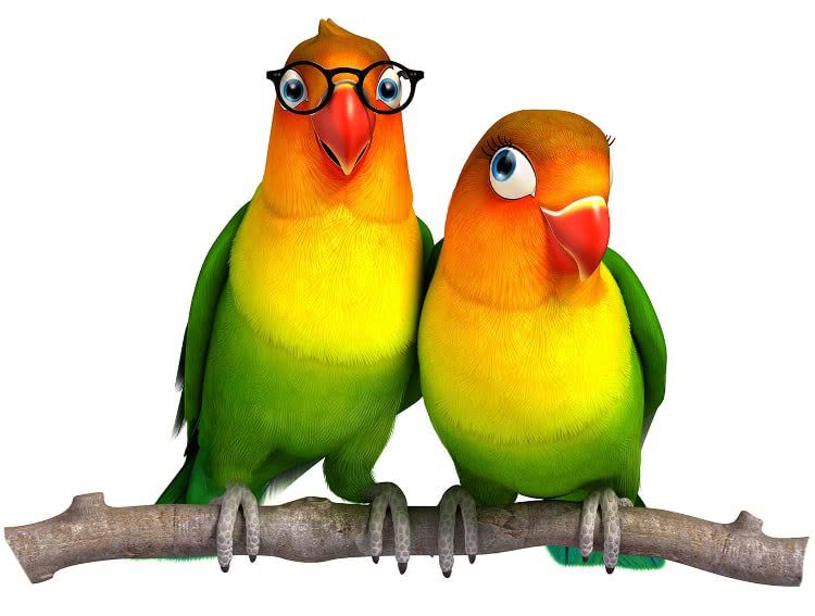 Love Birds